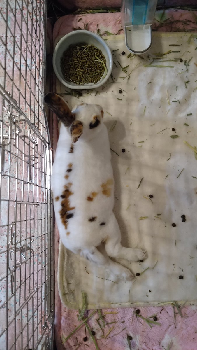 yuichi060228's tweet photo. 陸斗は生後3ヶ月になりました🐰
ゆっくり、ゆっくり成長しているかな？
いまはペレットよりも牧草大好きなのよね〜😂
#陸斗 #生後3ヶ月 #ミニレッキス #トライカラーうさぎ #うさぎのしっぽ柴又店 #うさぎのしっぽ出身 https://t.co/zacipC6VBV