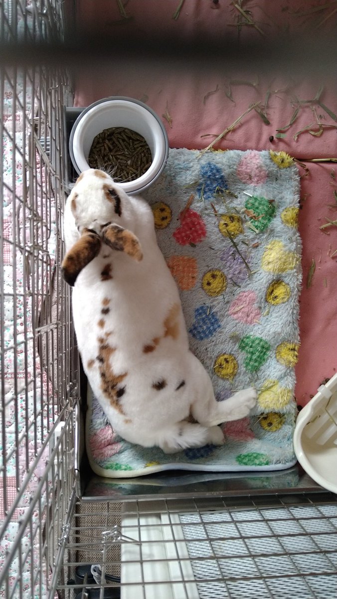 yuichi060228's tweet photo. 陸斗は生後3ヶ月になりました🐰
ゆっくり、ゆっくり成長しているかな？
いまはペレットよりも牧草大好きなのよね〜😂
#陸斗 #生後3ヶ月 #ミニレッキス #トライカラーうさぎ #うさぎのしっぽ柴又店 #うさぎのしっぽ出身 https://t.co/zacipC6VBV