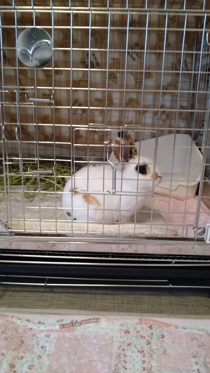 yuichi060228's tweet photo. 陸斗は生後3ヶ月になりました🐰
ゆっくり、ゆっくり成長しているかな？
いまはペレットよりも牧草大好きなのよね〜😂
#陸斗 #生後3ヶ月 #ミニレッキス #トライカラーうさぎ #うさぎのしっぽ柴又店 #うさぎのしっぽ出身 https://t.co/zacipC6VBV