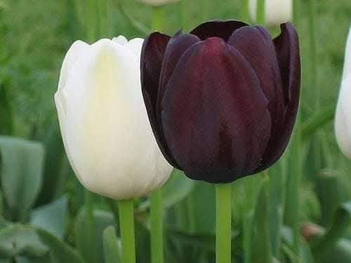 நம்பிக்கை கொள் 
தடைகளே இல்லை. 
#இனியகாலைவணக்கம்....