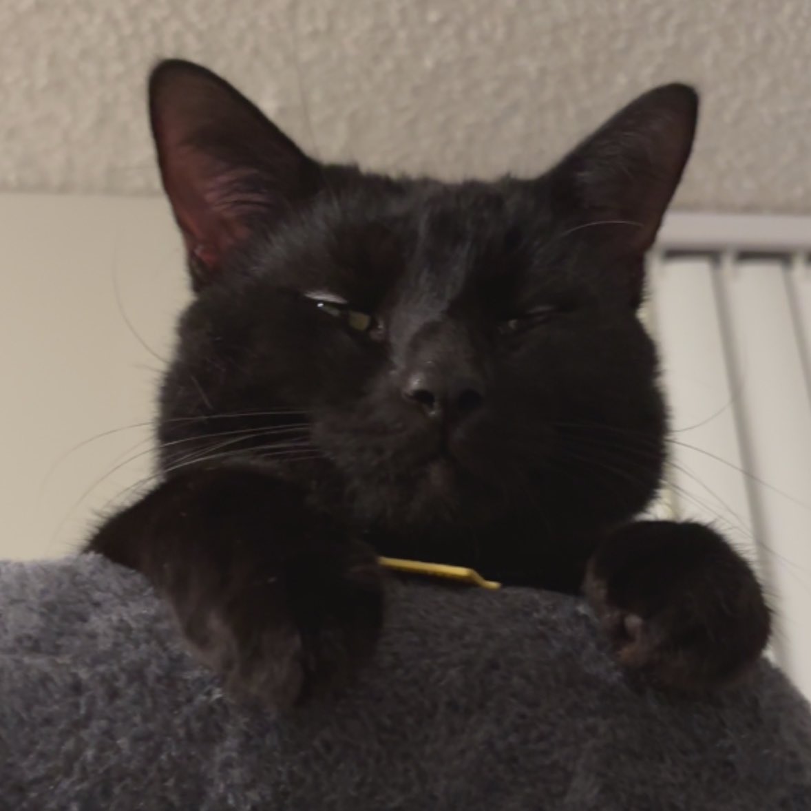 I am lowkey freaking out. 

Pancito seems to know how to get into our trashcan. 

He got to some chicken wings and luckily didn’t eat the bad parts (I an monitoring him atm) 

I can’t have this happen again. So I’m putting a new trash can on my throne if anyone can help