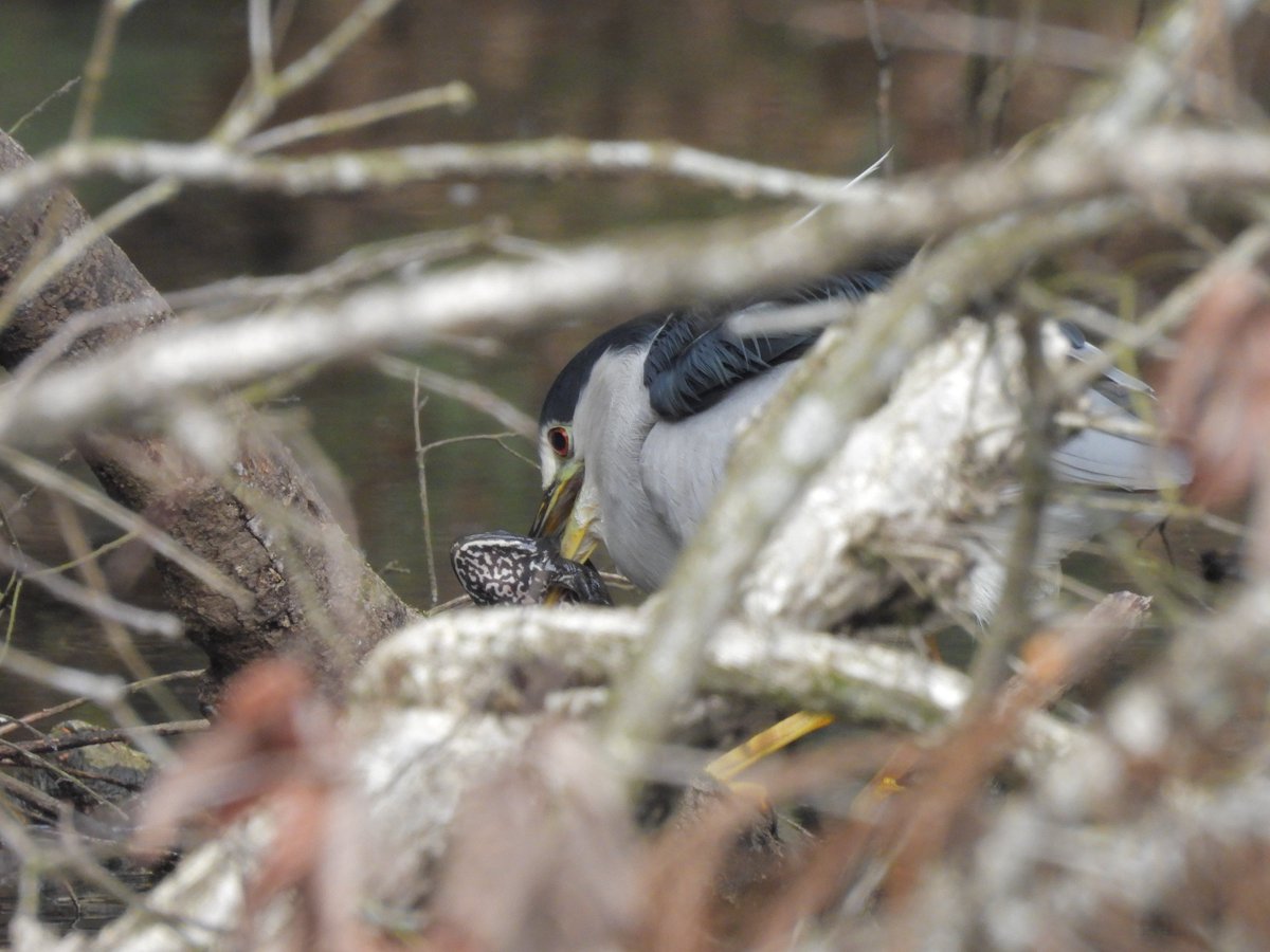 kamedaroisa's tweet image. 閲覧注意
2枚目ゴイサギのお食事シーン
大きなカエルを無理くり丸飲みしてて、最後はカエルはスケキヨ状態で飲み込まれていきました（実は夢中で撮ってるけどグロいのであげず）
こんな感じで寄りすぎて撮影する癖があります
＃P950