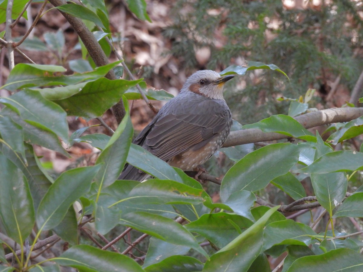 kamedaroisa's tweet image. 閲覧注意
2枚目ゴイサギのお食事シーン
大きなカエルを無理くり丸飲みしてて、最後はカエルはスケキヨ状態で飲み込まれていきました（実は夢中で撮ってるけどグロいのであげず）
こんな感じで寄りすぎて撮影する癖があります
＃P950