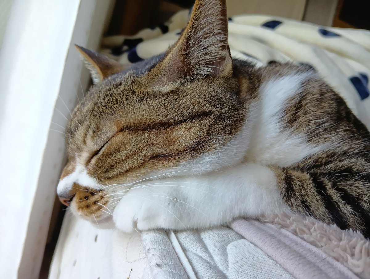 お休みの日だからねるのだ。