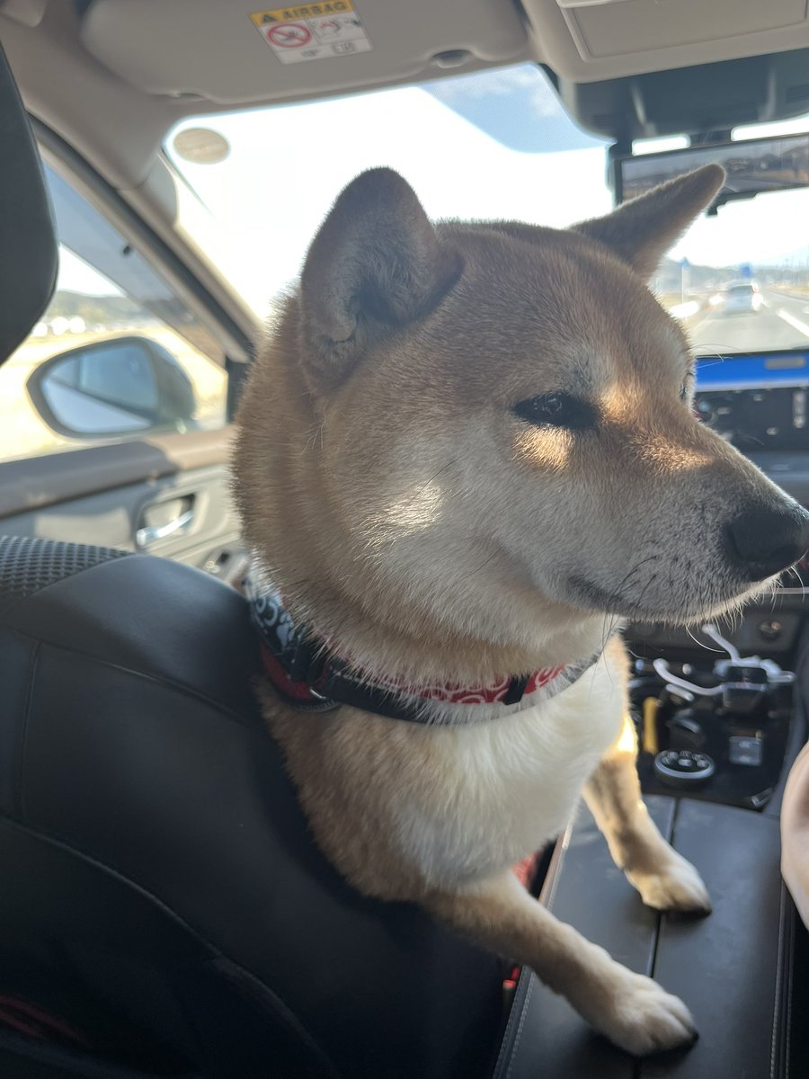 ふたえの豆太郎 (@siba_mametaro) / Posts / X