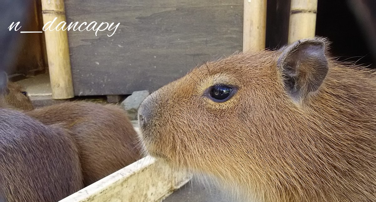 けろけろ (@capyanimal) / Posts / X