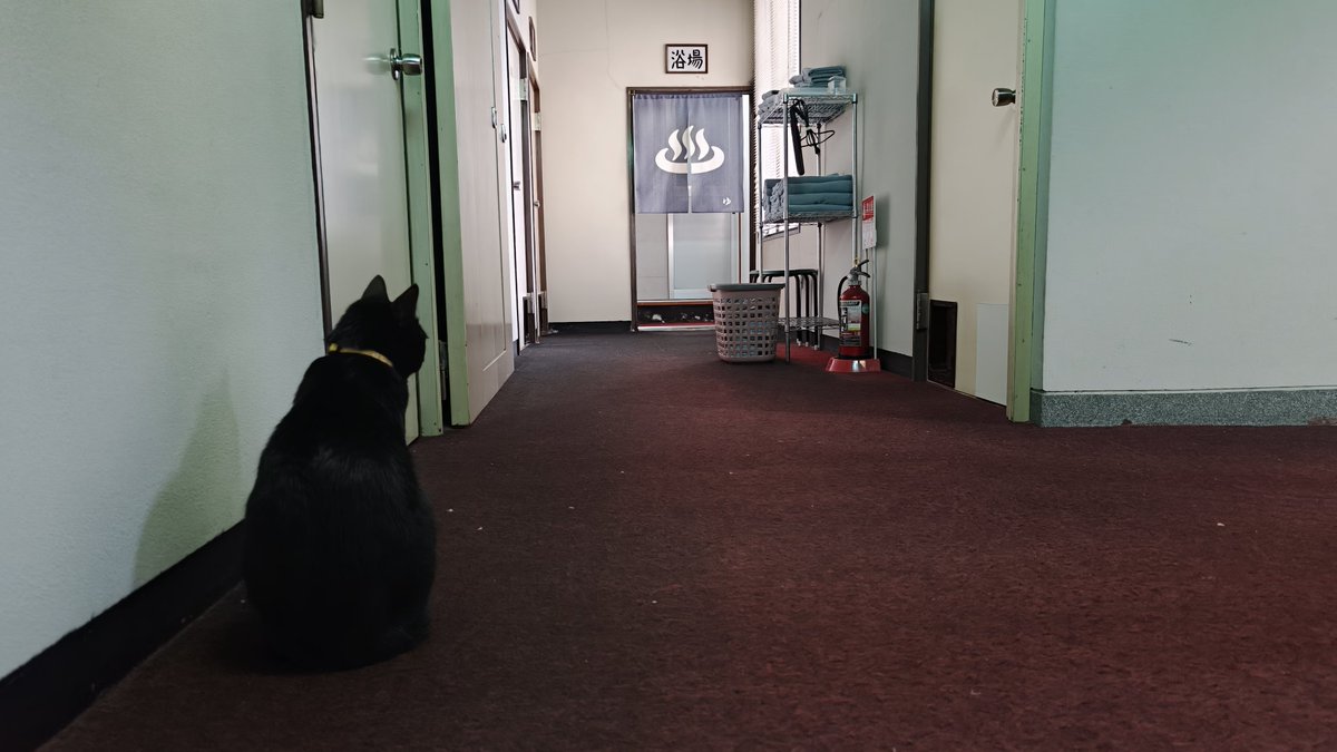 wetanddry0000sm's tweet image. 朝は6時から猫仲居さんのモーニングコールが始まり、館内を巡回し部屋の猫窓から入ってきて起こしてくれるサービス有り。一部猫さんは部屋お泊りも可。部屋に各猫達の紹介カタログも置いていてどの猫が来てくれるかもまたお楽しみだった。