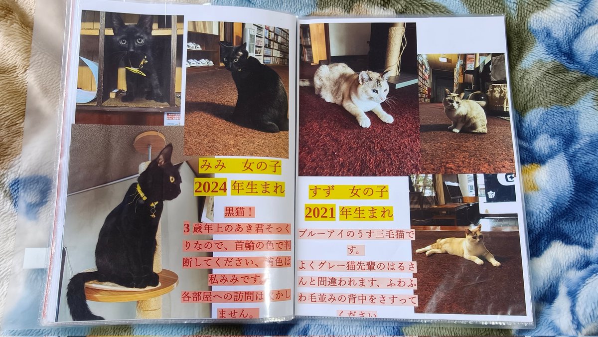 wetanddry0000sm's tweet image. 朝は6時から猫仲居さんのモーニングコールが始まり、館内を巡回し部屋の猫窓から入ってきて起こしてくれるサービス有り。一部猫さんは部屋お泊りも可。部屋に各猫達の紹介カタログも置いていてどの猫が来てくれるかもまたお楽しみだった。