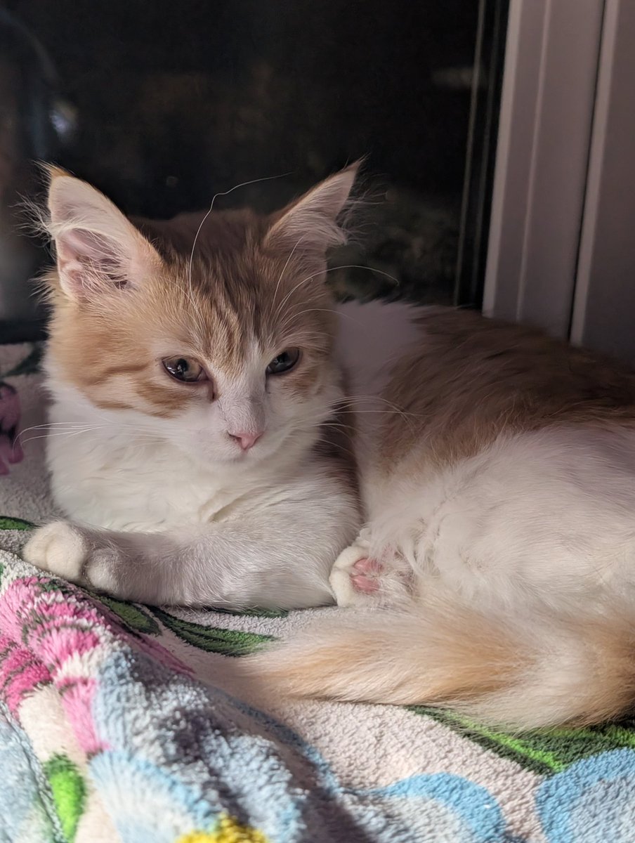 семь котят в пальто tweet media