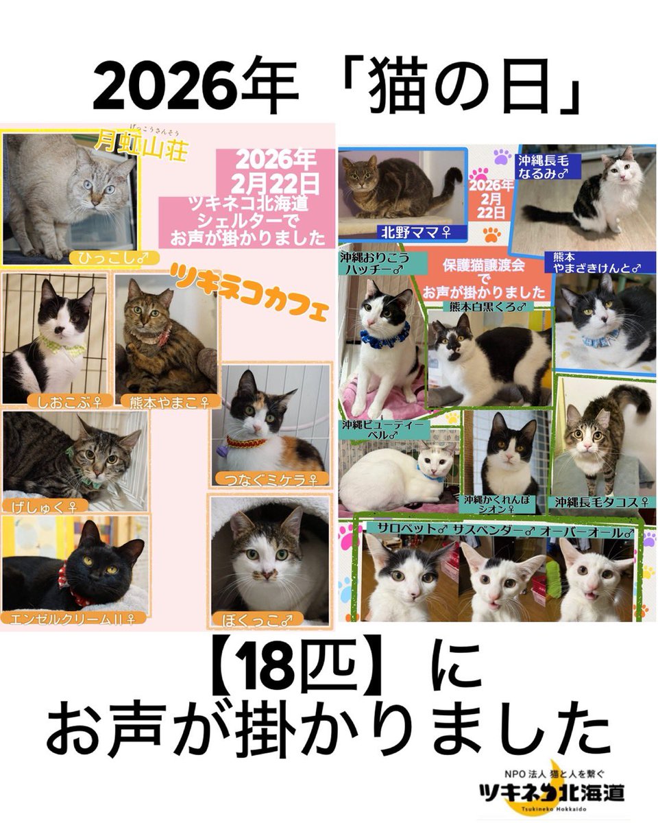 猫の日 譲渡会2会場、シェルター2施設合わせて18匹にお申し込みを頂き