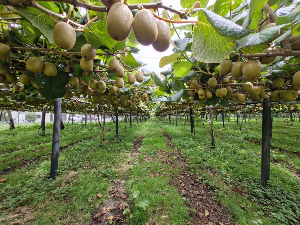 Sentek Technologies tweet media