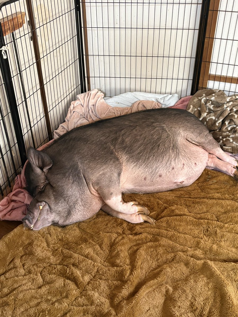 爆睡とんくろちゃん🐷
足とお腹白くて可愛いな🖤