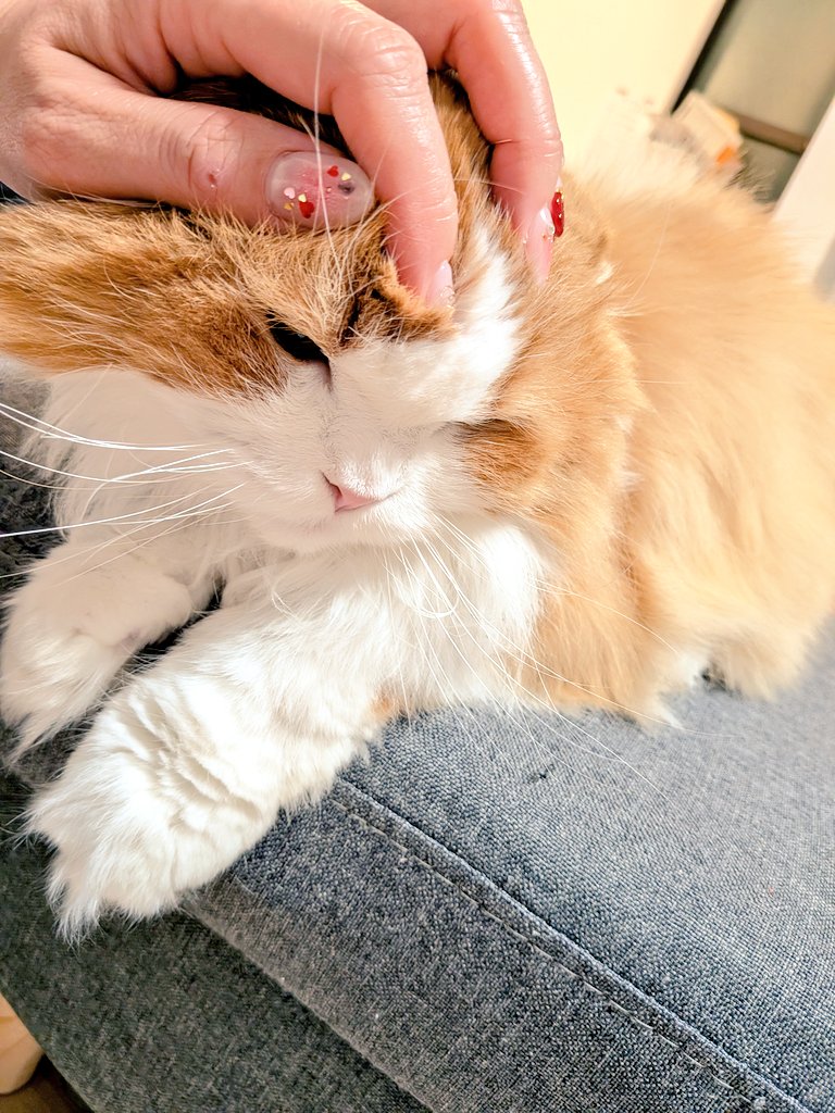 にゃんにゃんにゃんの日 の昨日。 我が家の王様。