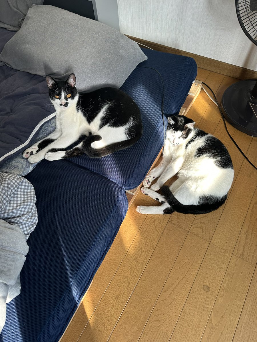 我が家の黒猫 (@kuro5696) / Posts / X