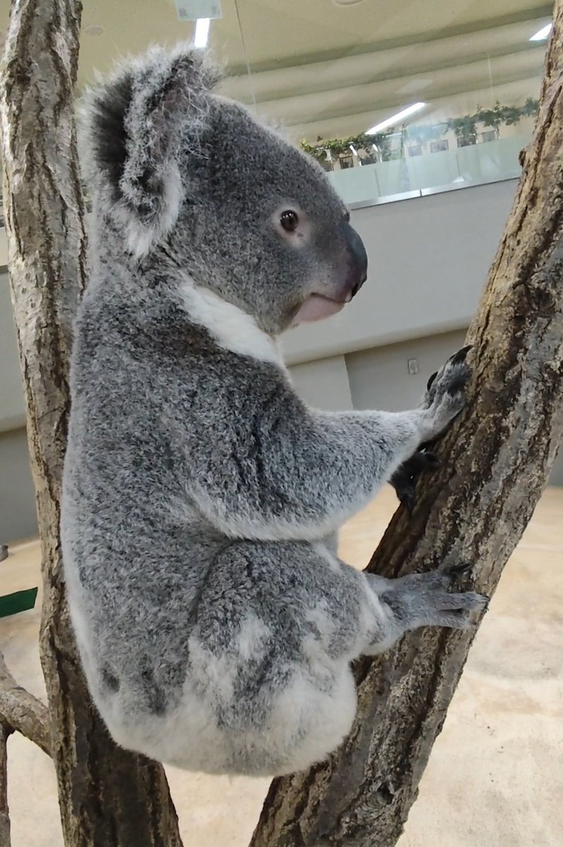 🐨おしらせ📢 3月は3・30・31日が施設管理のためコアラの展示お休み