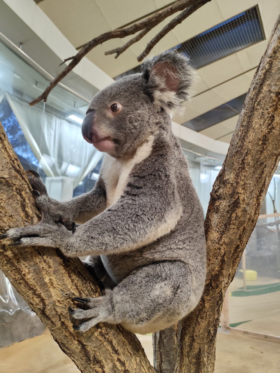 🐨おしらせ📢 3月は3・30・31日が施設管理のためコアラの展示お休み