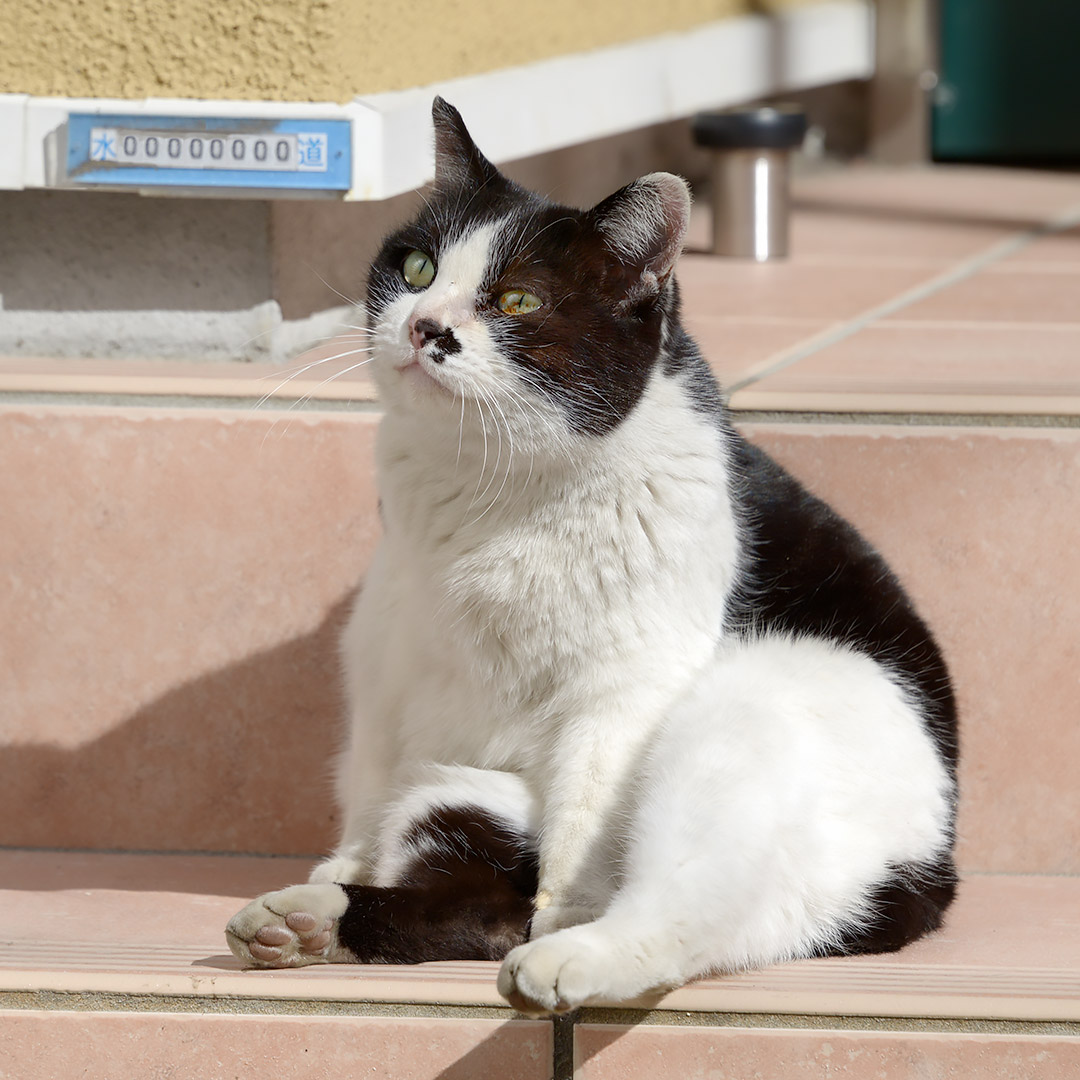 見つめ合うねこさんたちが居ました。 「あっ！ 誰か見てる」 「ふ～ん