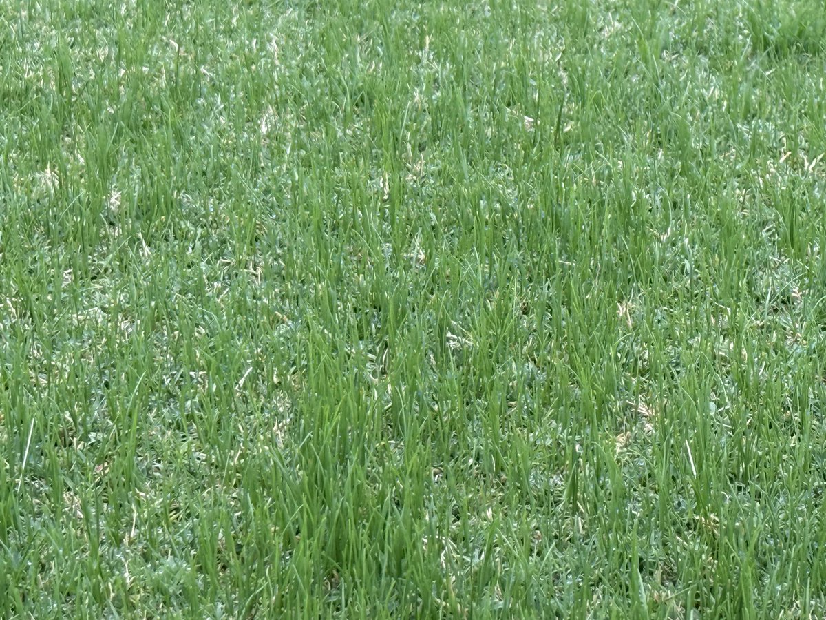 Living Turf tweet media