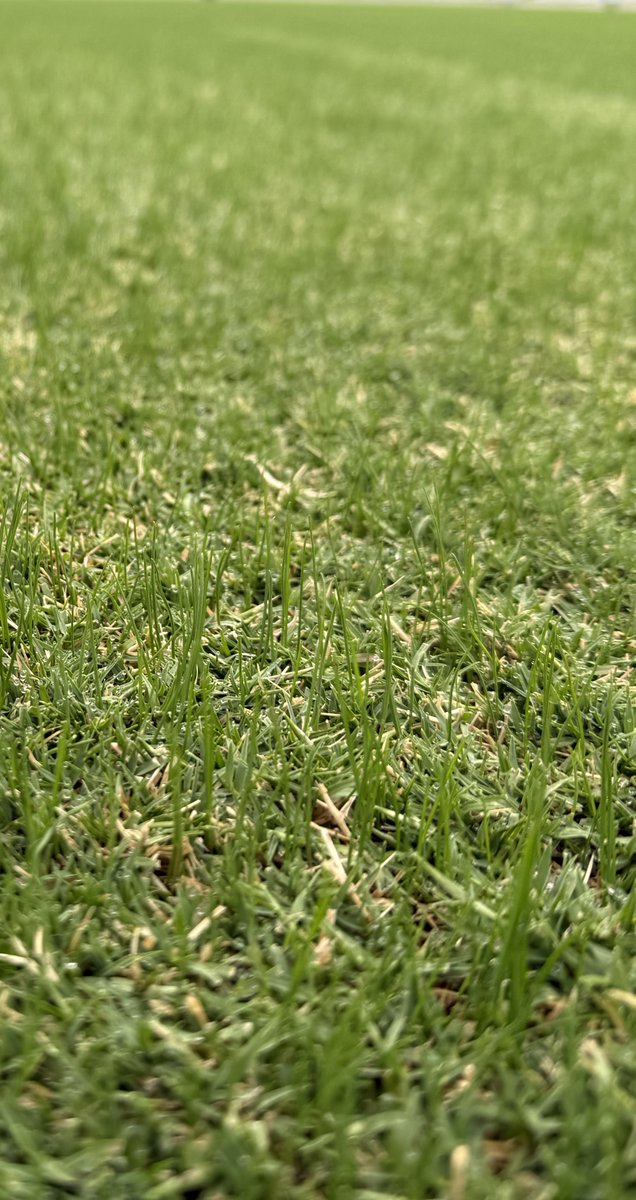 Living Turf tweet media