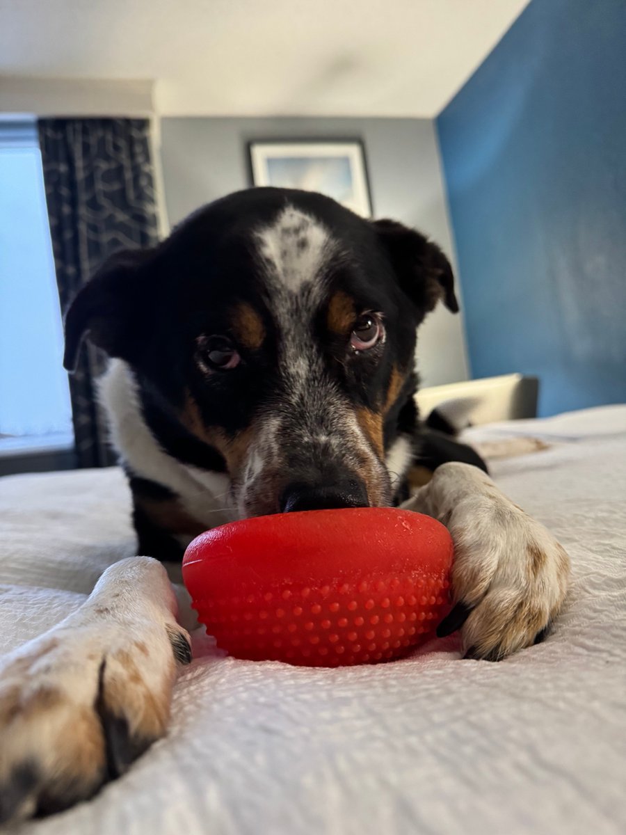 Maylee the Rescue Pup tweet media