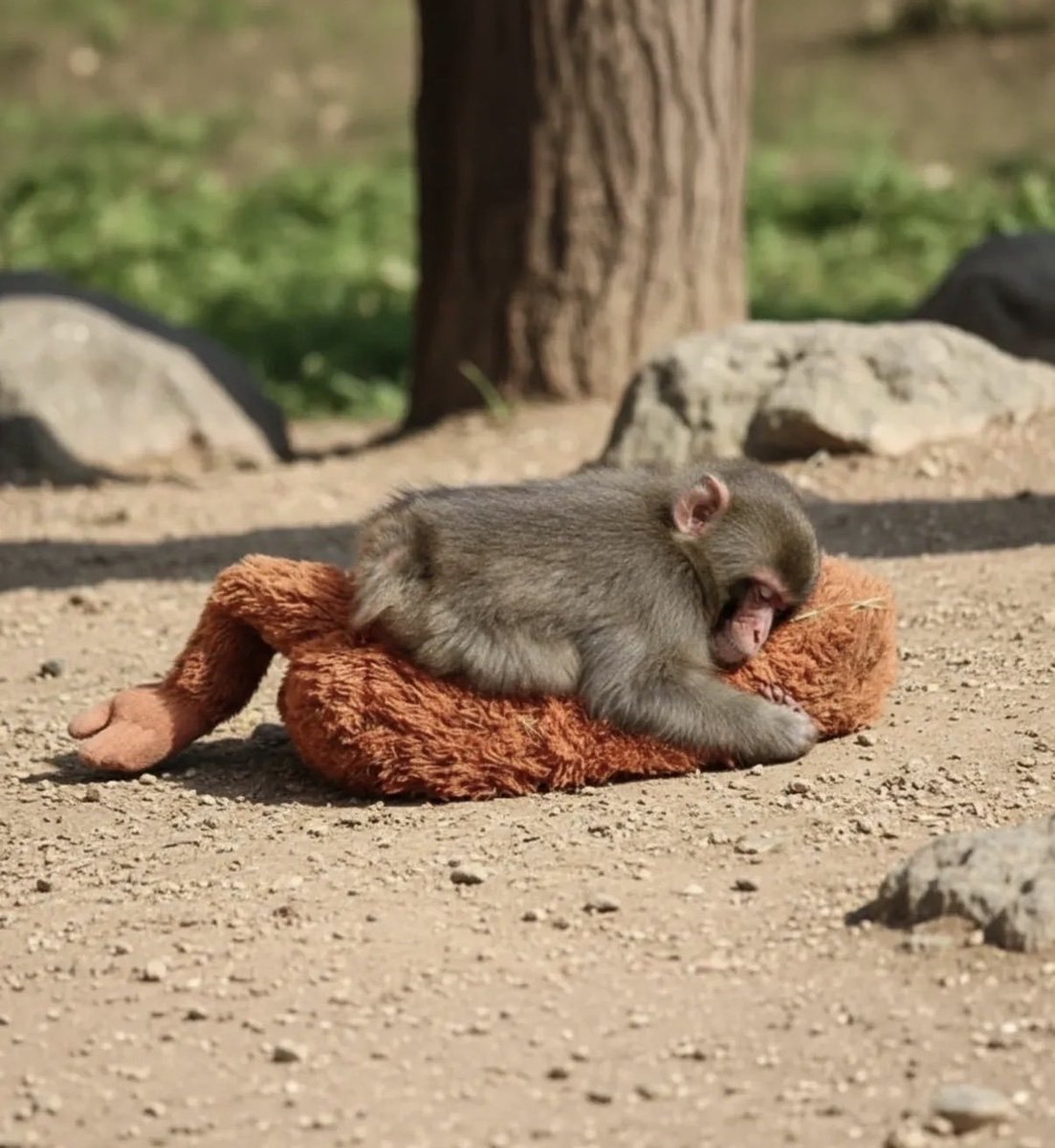 I created a new TikTok account without liking, commenting, or following anyone, and about 75% of the videos on my feed are punch videos. It’s crazy how viral this is becoming.

$Punch is just getting started…

NV2RYH954cTJ3ckFUpvfqaQXU4ARqqDH3562nFSpump