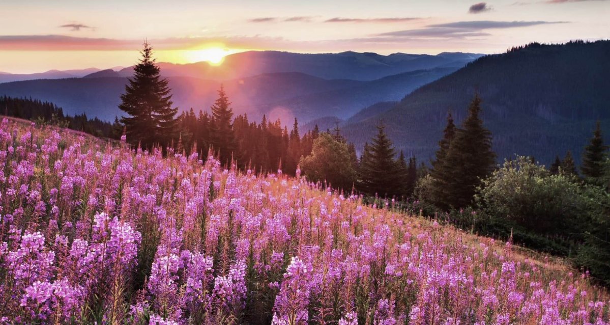 長らく一部商品が売り切れとなっていたウクライナ産ハーブティーが、ついに再入荷しました🌿

今回は新たな種類も加わり、全6種類の希少なヤナギラン茶をご用意しています。
ヤナギランは、世界でもわずか3カ所でしか生産されていない、とても珍しいハーブです。