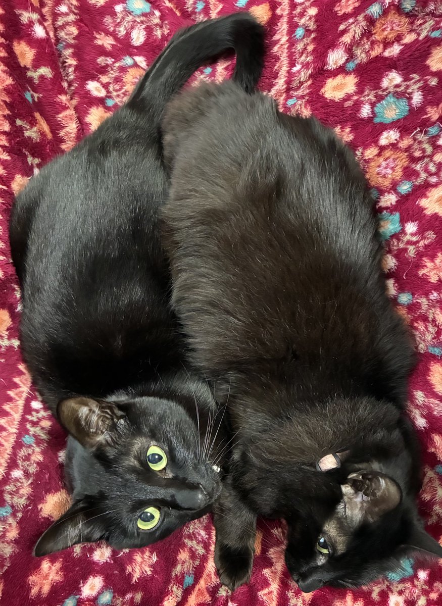 肝心の猫様をアップしてなかったアルね