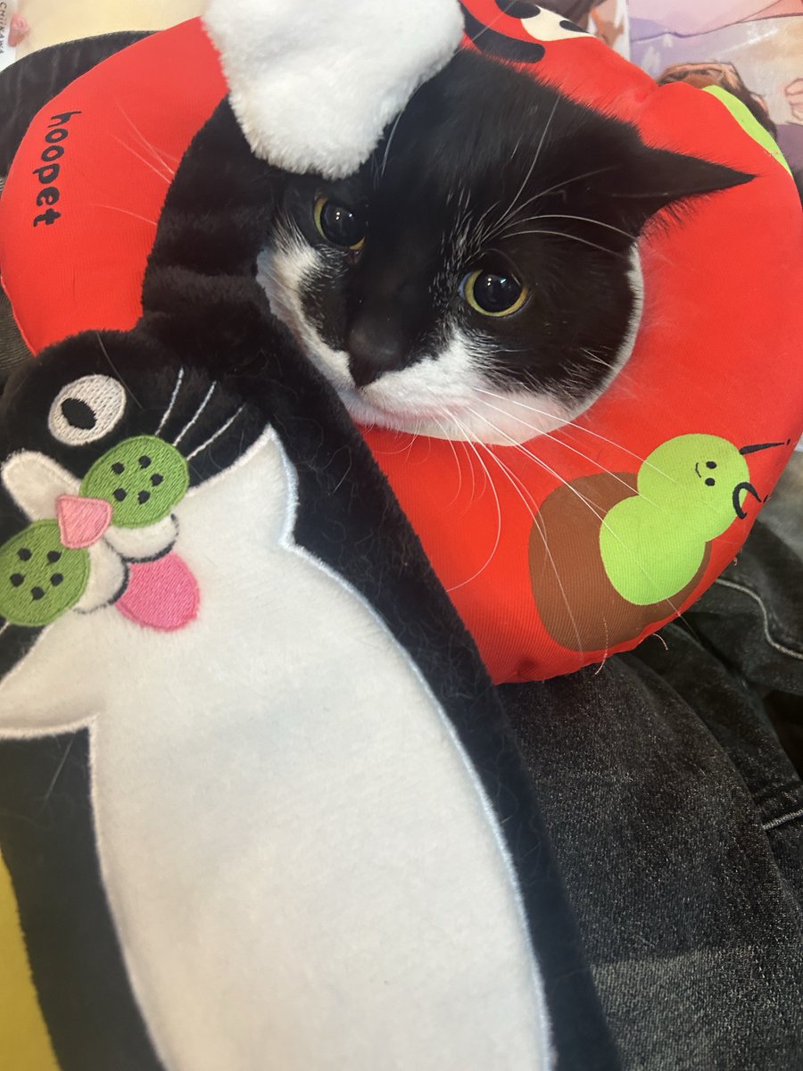 鉄🦔 (@atie1225) / Posts / X