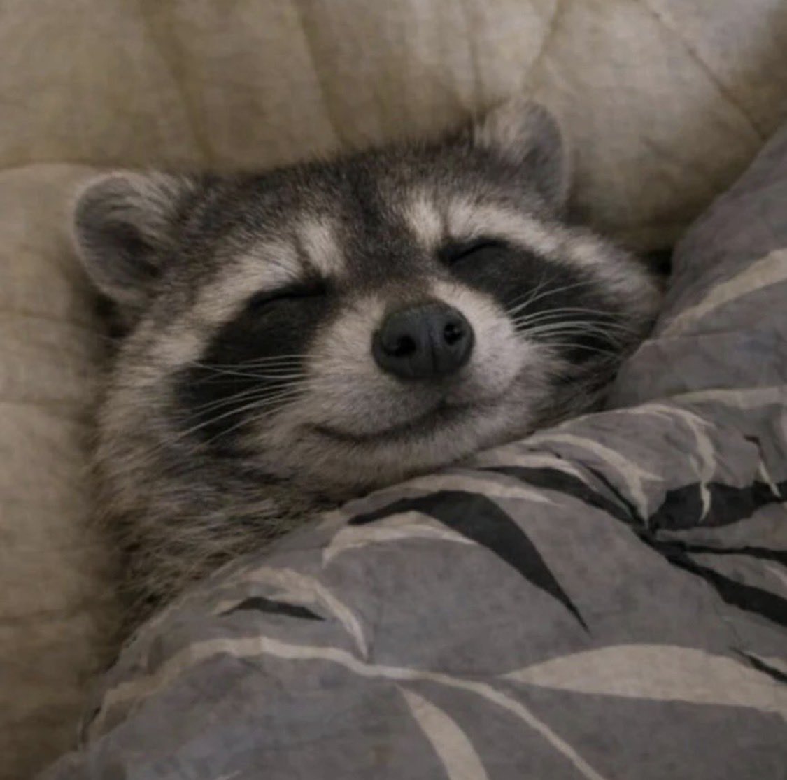 wie ich schlafe, nach dem ich heute nur schlechte Tweets rausgehauen habe.
und Morgen poste ich Gore 😊