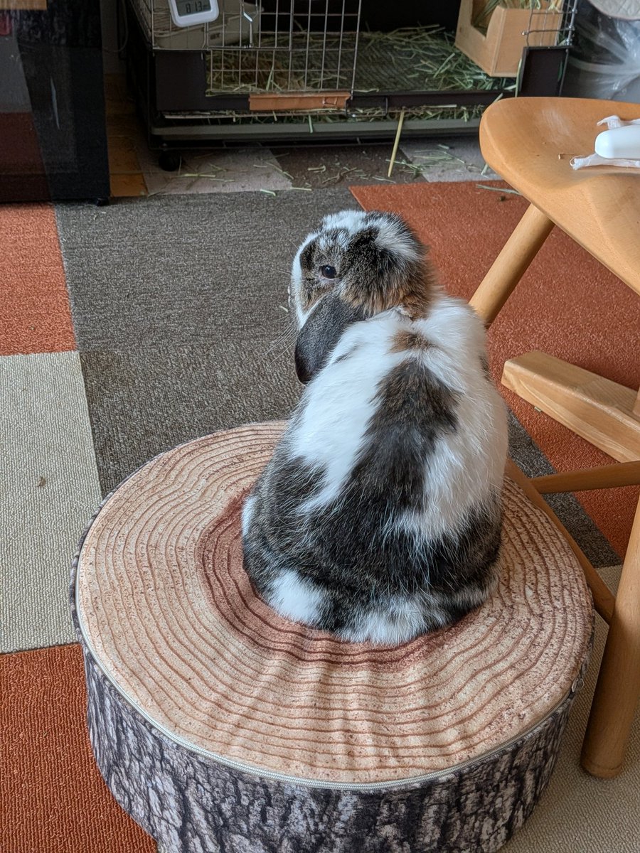 もも♀🍑@うさぎパパ (@momorabbit21) / Posts / X