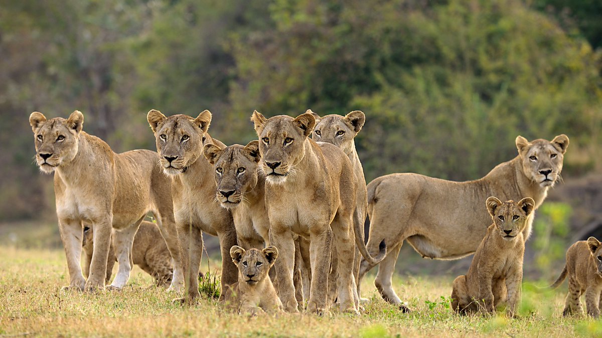 NerdsThatGeek's tweet image. An alpha species emerges in the next episode of #Kingdom on @BBCAmerica, and we are here to recap the show's fascinating finale! #BBCAmerica nerdsthatgeek.com/television/kin…