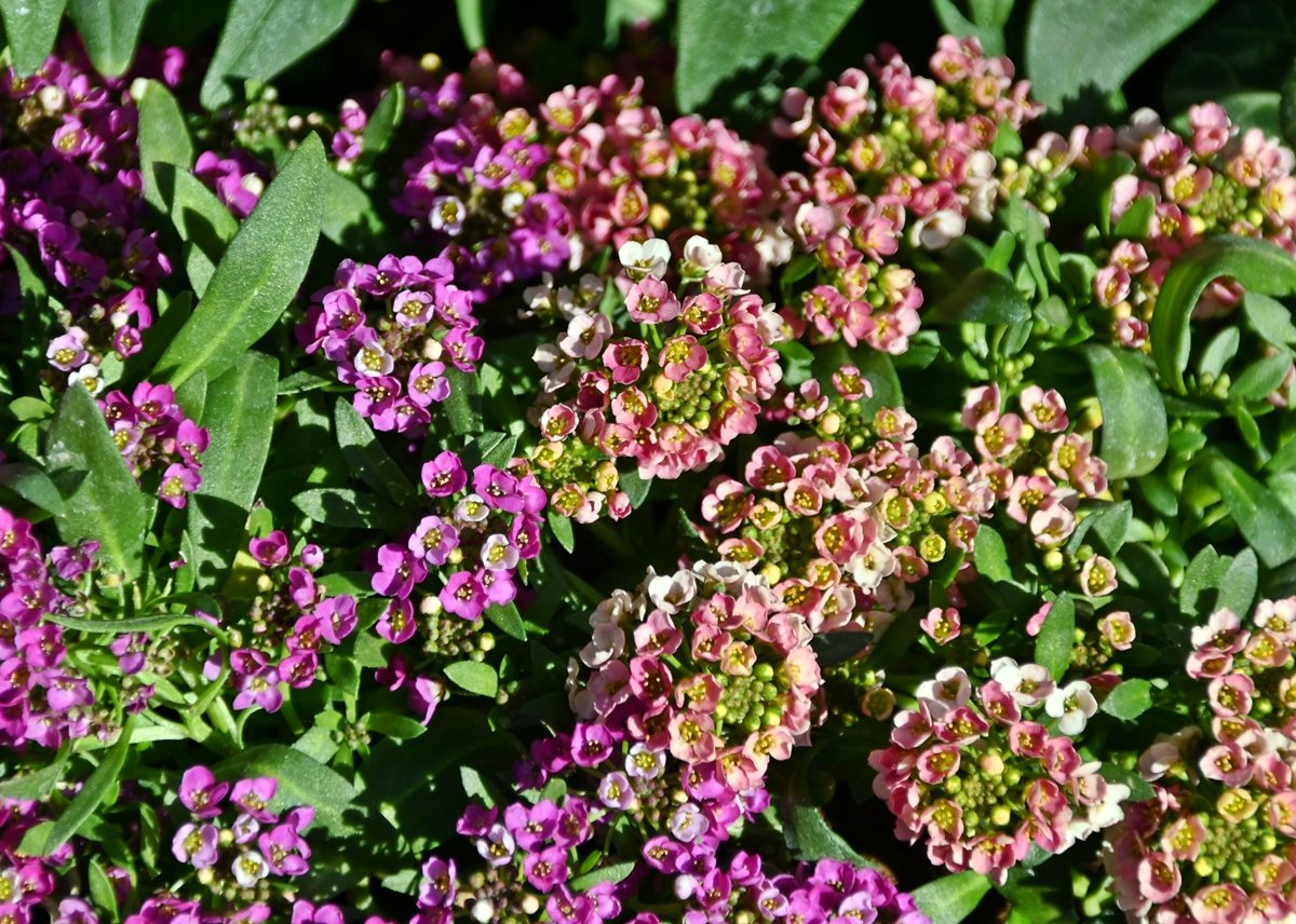 花と緑のTDRブログ_ユキヤナギ tweet media