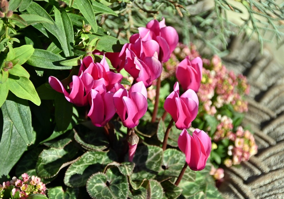 花と緑のTDRブログ_ユキヤナギ tweet media