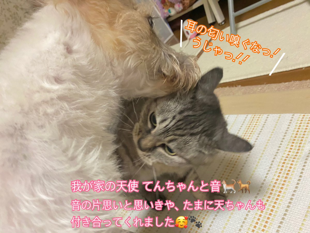 day 1950🍀 おはようございます☀️ 1日遅れですが、2月22日は にゃん