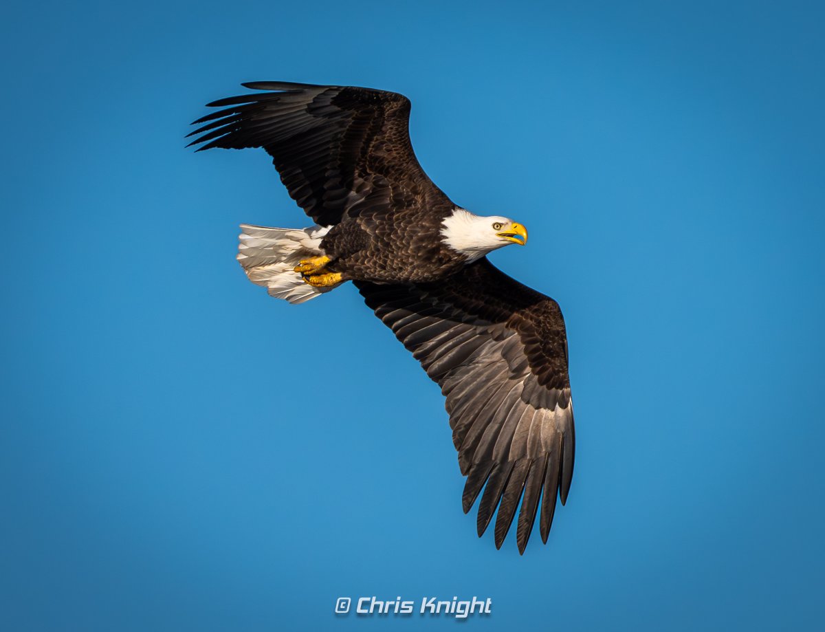 Chris Knight tweet media