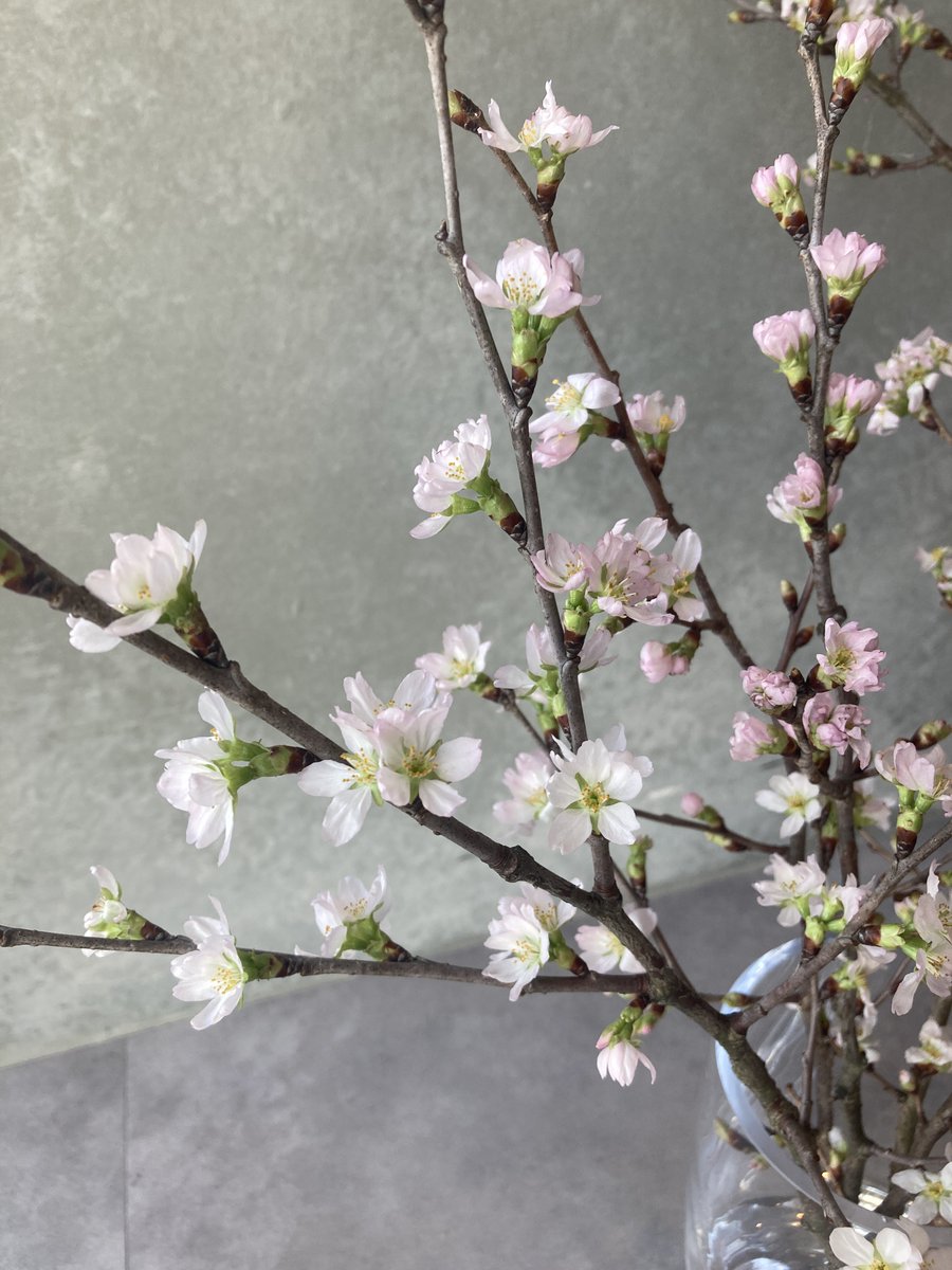 UNIQLO FLOWER】 季節限定の桜が好評販売中🌸 オンラインストアでは