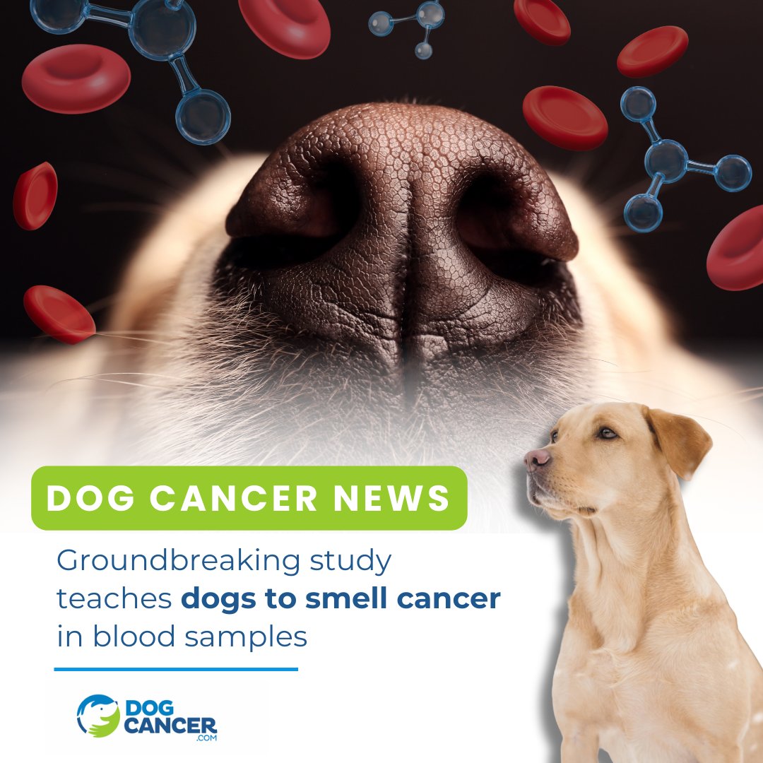 Dog Cancer Help tweet media
