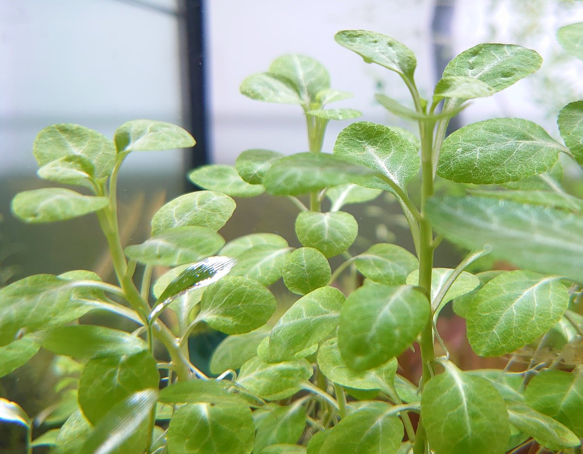 Silent aquarium (@silent_aquarium) / Posts / X