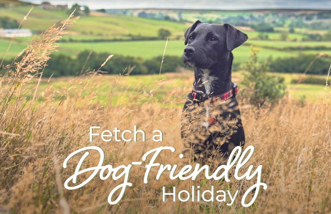 Welcome2Yorks's tweet image. 🐕 Why leave your furry family member behind? Yorkshire's luxury dog-friendly retreats offer secure gardens, welcoming pubs, and tail-wagging adventures for the whole pack! Your perfect getaway awaits in God's Own Country 🏞️ #DogFriendly #Yorkshire

yorkshire.com//bedale/inspir…