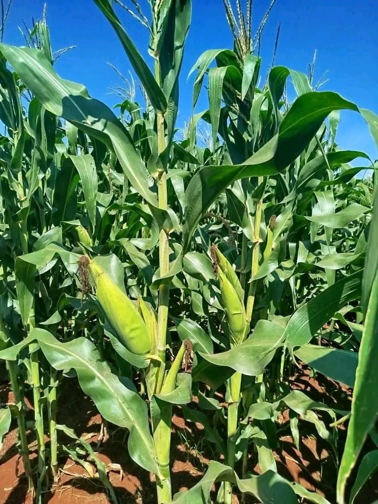 En las tierras del municipio de Jovellanos, la Empresa Agropecuaria Vladimir I. Lenin se ha convertido en un epicentro de la innovación agrícola en #Cuba. 

Los detalles en #PeriodicoGiron : giron.cu/2026/02/21/el-…

 #Matanzas #MatancerosEnVictoria