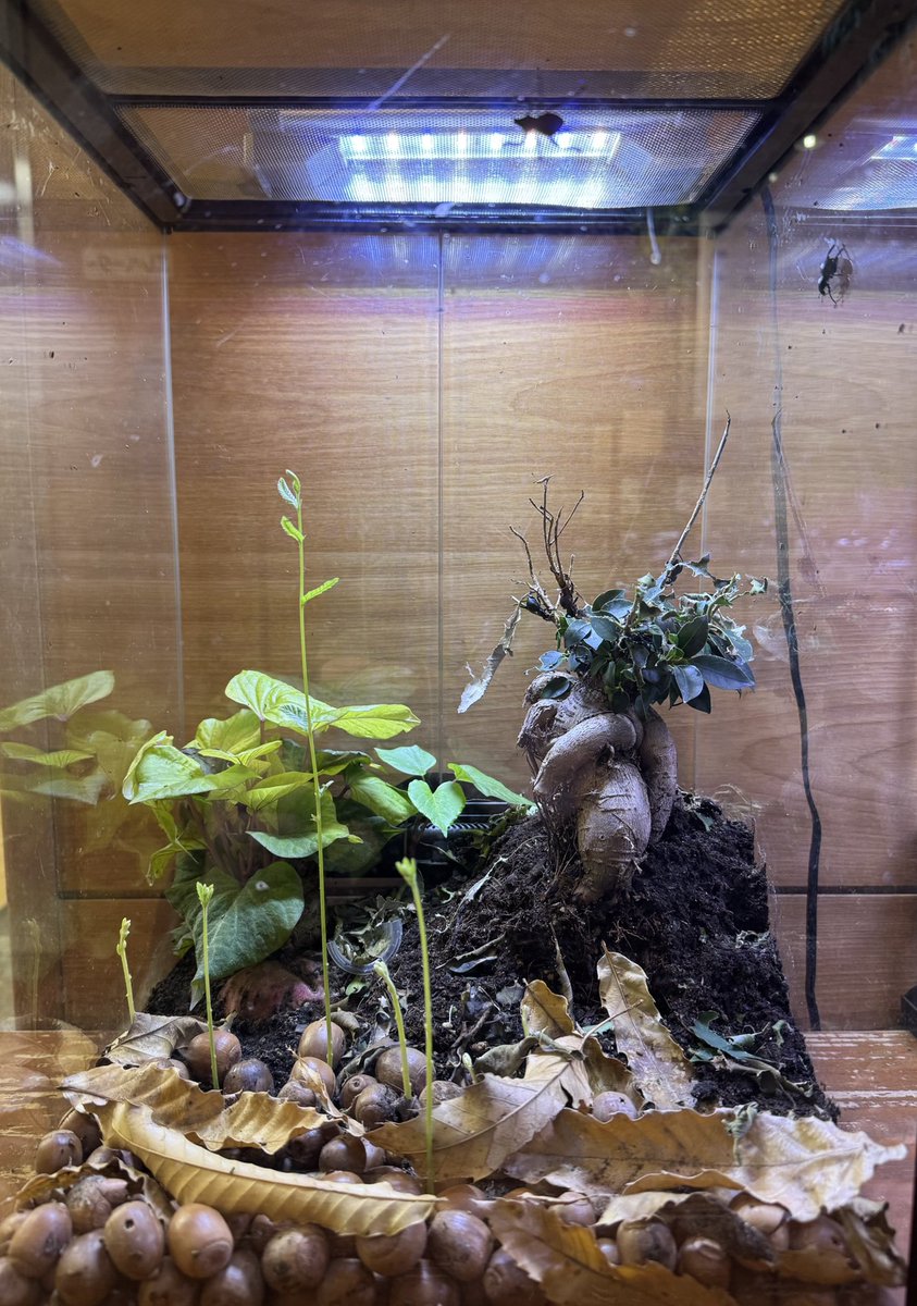 竜洋昆虫自然観察公園【公式】 tweet media