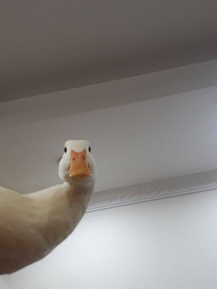 Quacks Lady tweet media