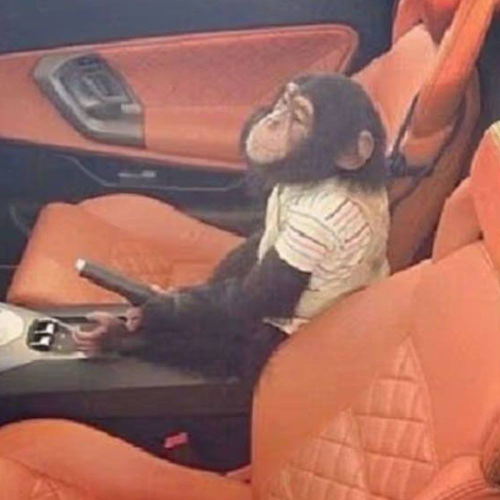 Meet Boots — the monkey that was more important than an empire. money. freedom.

Everyone knows El Chapo - billions, tunnels, one of the biggest cartels, prison breaks.

But did you know that while on the run, he risked exposing his location &amp; losing everything over loyalty to