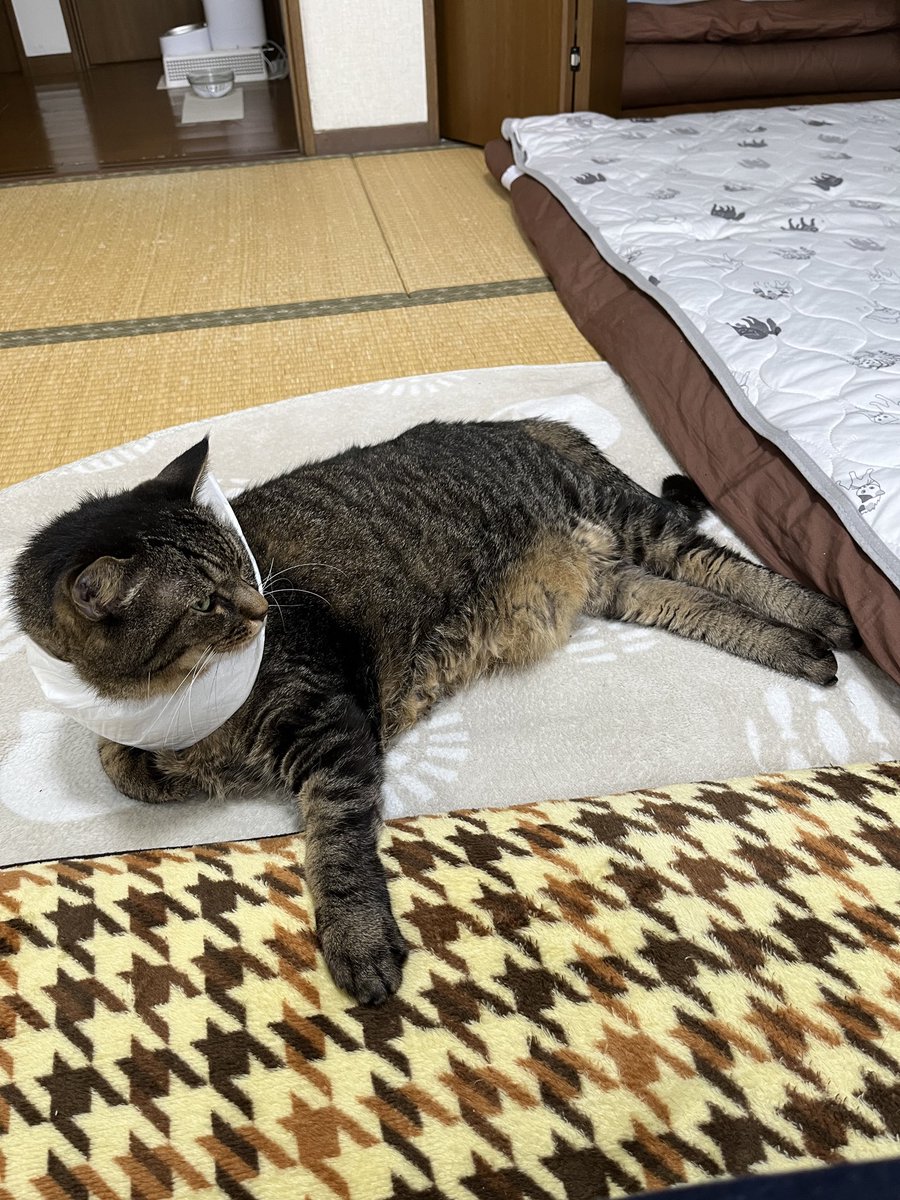 ねこじま まめたろう (@nekojima_22) / Posts / X