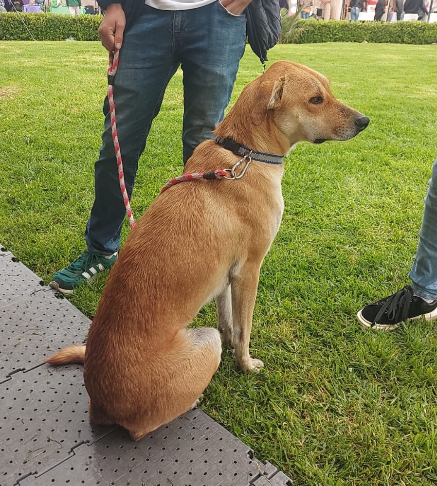 Este perrito apareció hoy en la biblioteca Virgilio Barco; lo tenemos resguardado. Si conoces a su tenedor/a, escríbenos por mensaje interno.