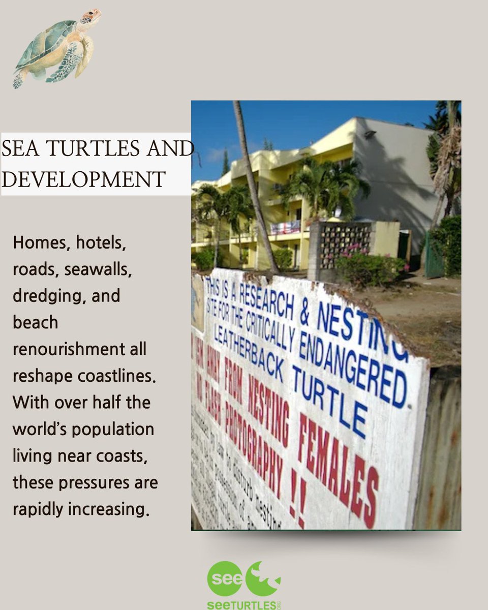 SEE Turtles tweet media