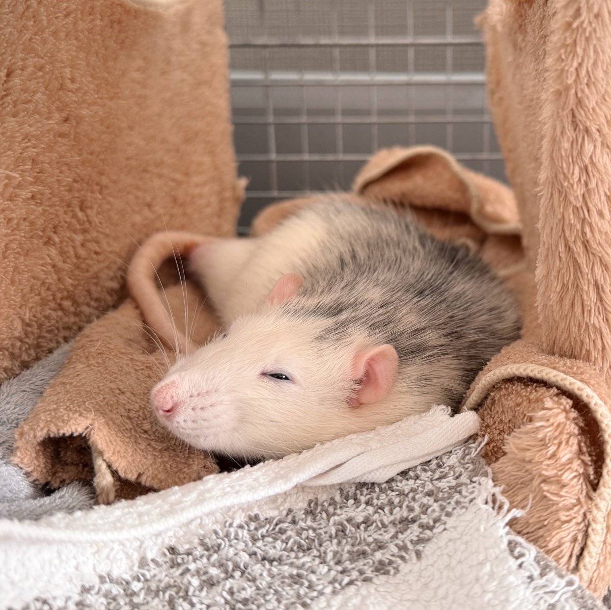 dobunogeboku's tweet image. ン…？　あっ！飼い主！なあに〜