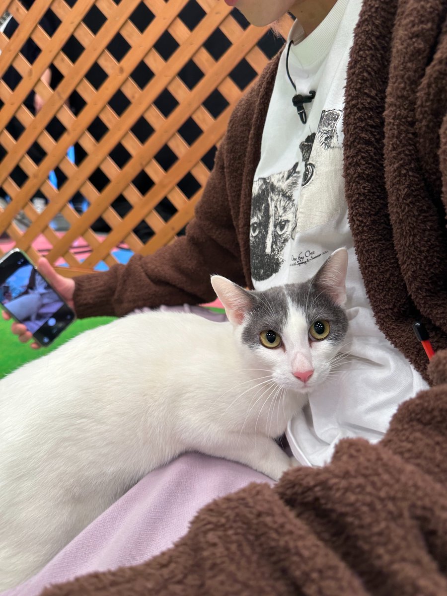 ヒムヒム撮影にゃんこ写真🐈🍄✨ ＼ Instagramでは 他にも沢山の猫写真