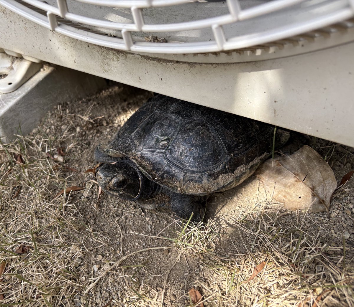 数ヶ月ぶりのにわんぽでも、ちゃんと覚えてますね！室外機目指して一目散でした笑笑🤭