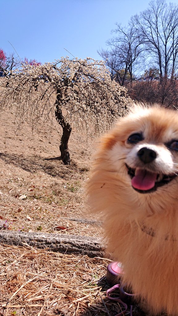 chittobakka's tweet photo. ラ���&amp;ピース( ￣▽￣)笑笑

#ポメラニアン
#ポメラニやん https://t.co/nSV3X1TGUo